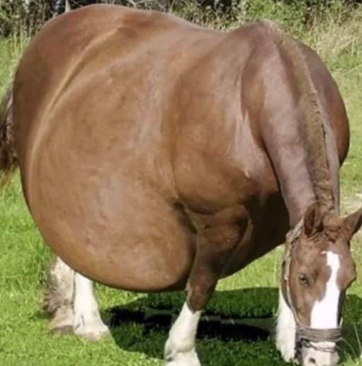 Horse Refuses To Give Birth, When The Vet Sees The Ultrasound He Calls The Police