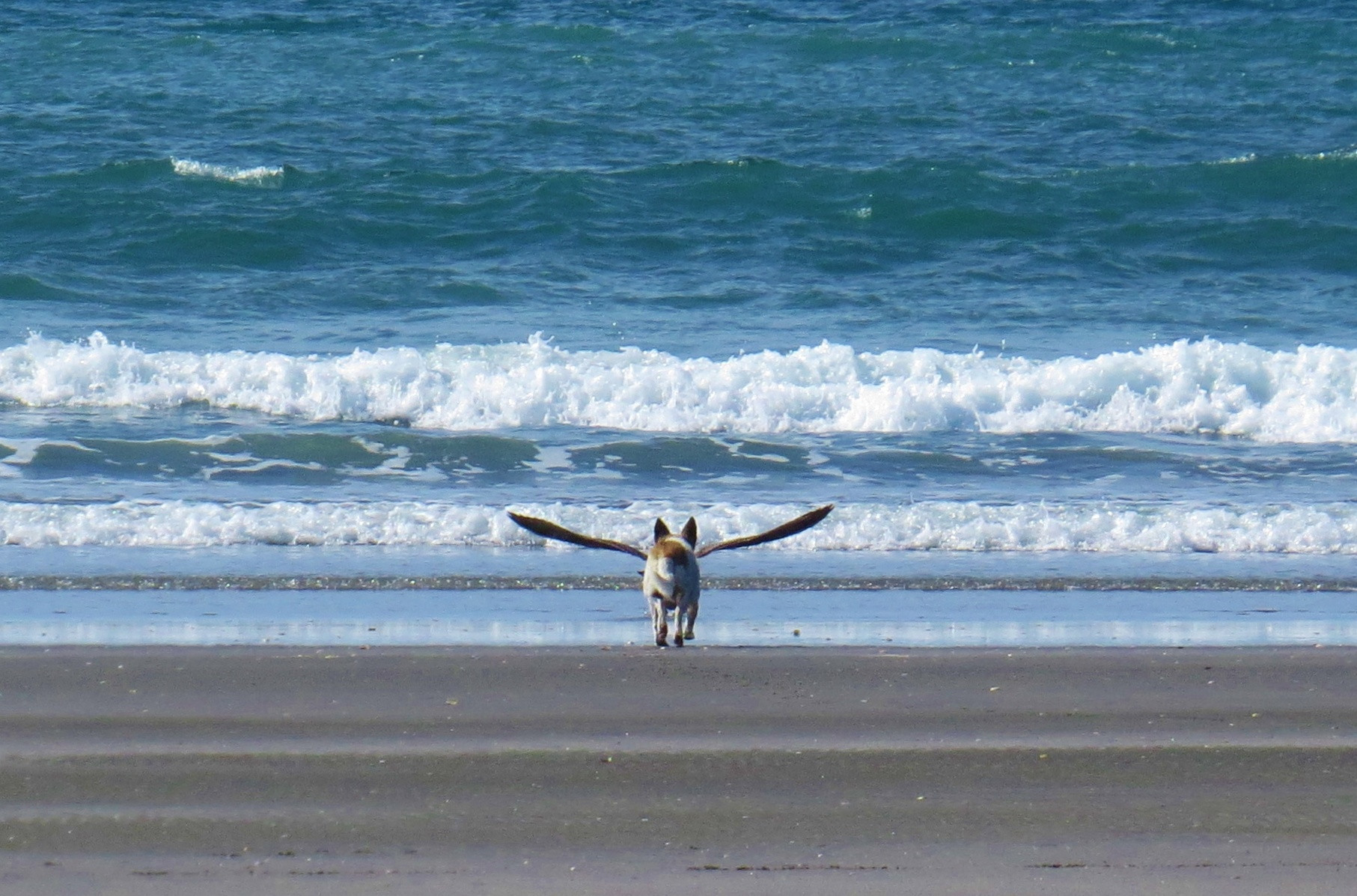 Perfectly timed photo of dog with wings