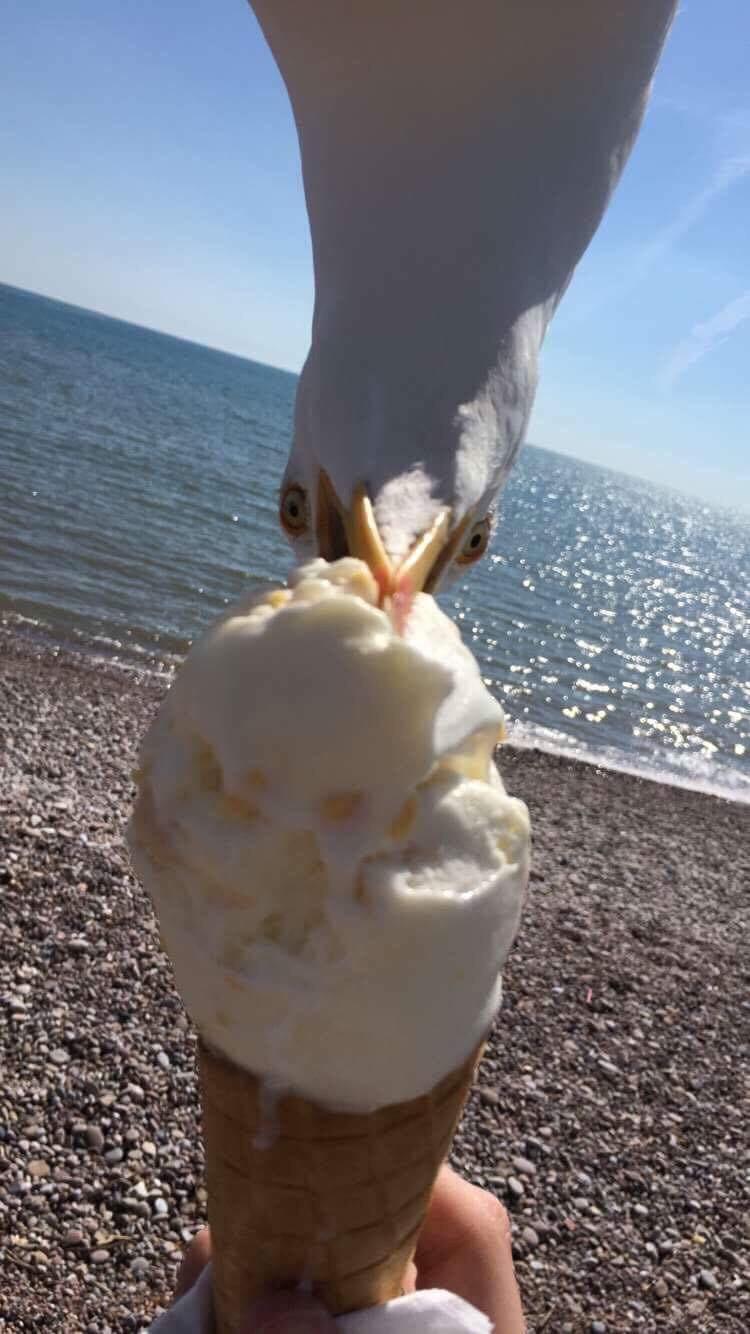 Perfectly timed photo of seagull stealing food