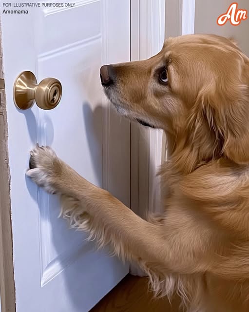 My boyfriend insisted that the locked room in his apartment was merely used for storage—until his dog uncovered the real story