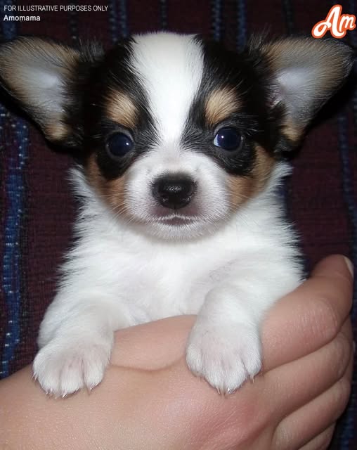 A deserted puppy becomes the angel a mourning elderly man had prayed for